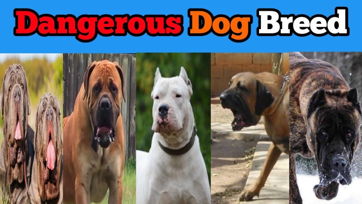 #top5#dangerous #dogbreed #shorts #sabsekhatarnak #dog #dailytech #दुनिया के #सबसे #खतरनाक कुत्ते