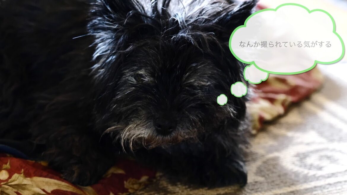 ケアーンテリアのナナとヨークシャーテリアのモモ　ライカSL2で撮影　4K映像