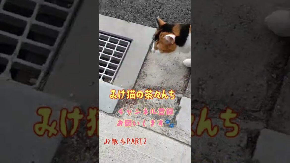 【三毛猫】かわいい日本猫のお散歩したらこうなります。PART2　#保護猫 #猫の散歩 #猫動画