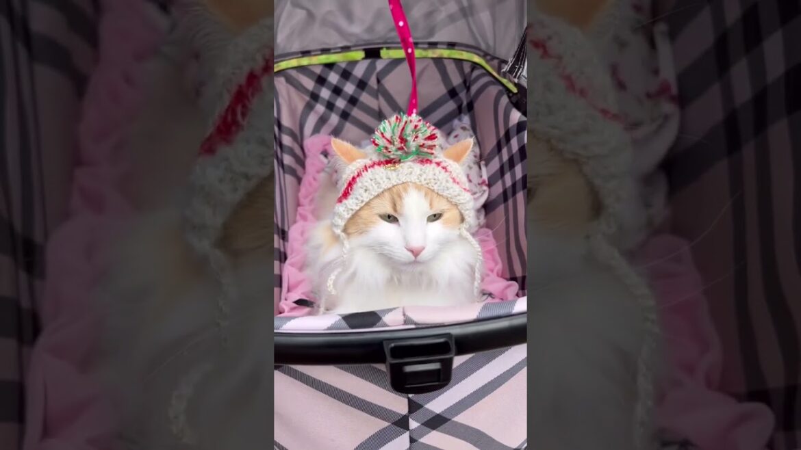 お出かけ ノルウェージャンフォレストキャット #shorts