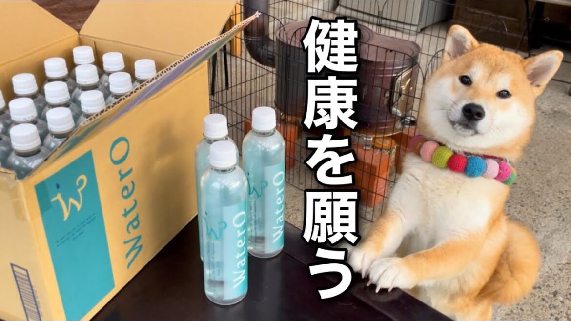 柴犬ファミリーの健康をいつまでも願います｜WaterO (ウォテロ) 愛犬愛猫専用 酸素補給水