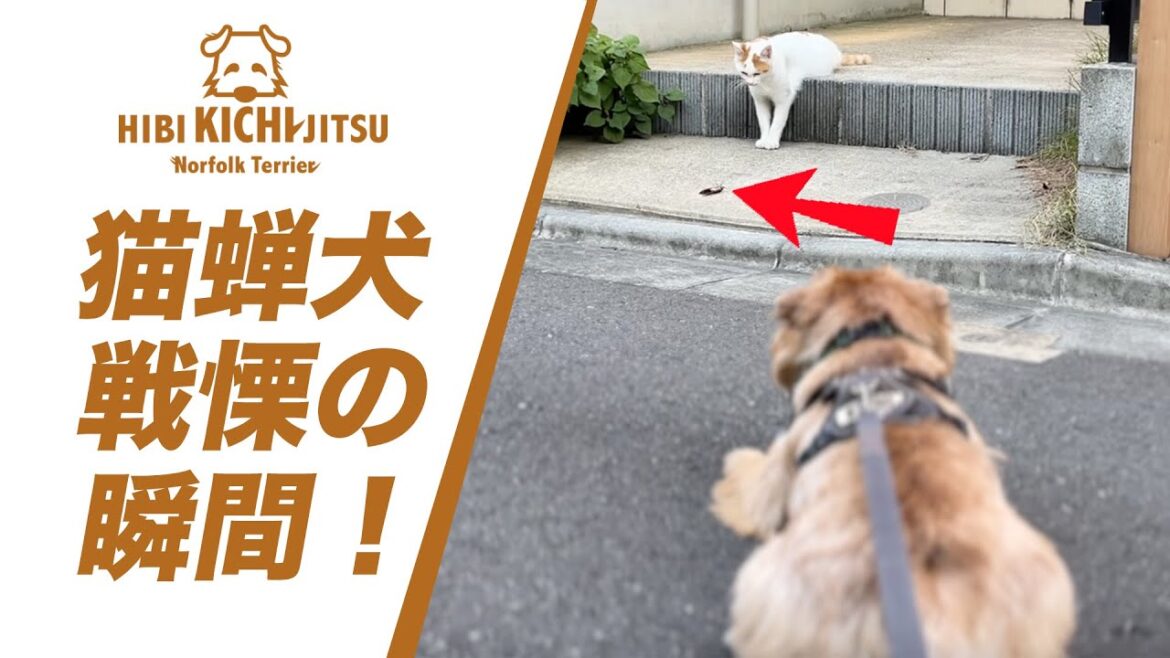 猫 蝉 犬 戦慄の瞬間  !?  【ノーフォークテリア  norfolkterrier  犬 dog  】