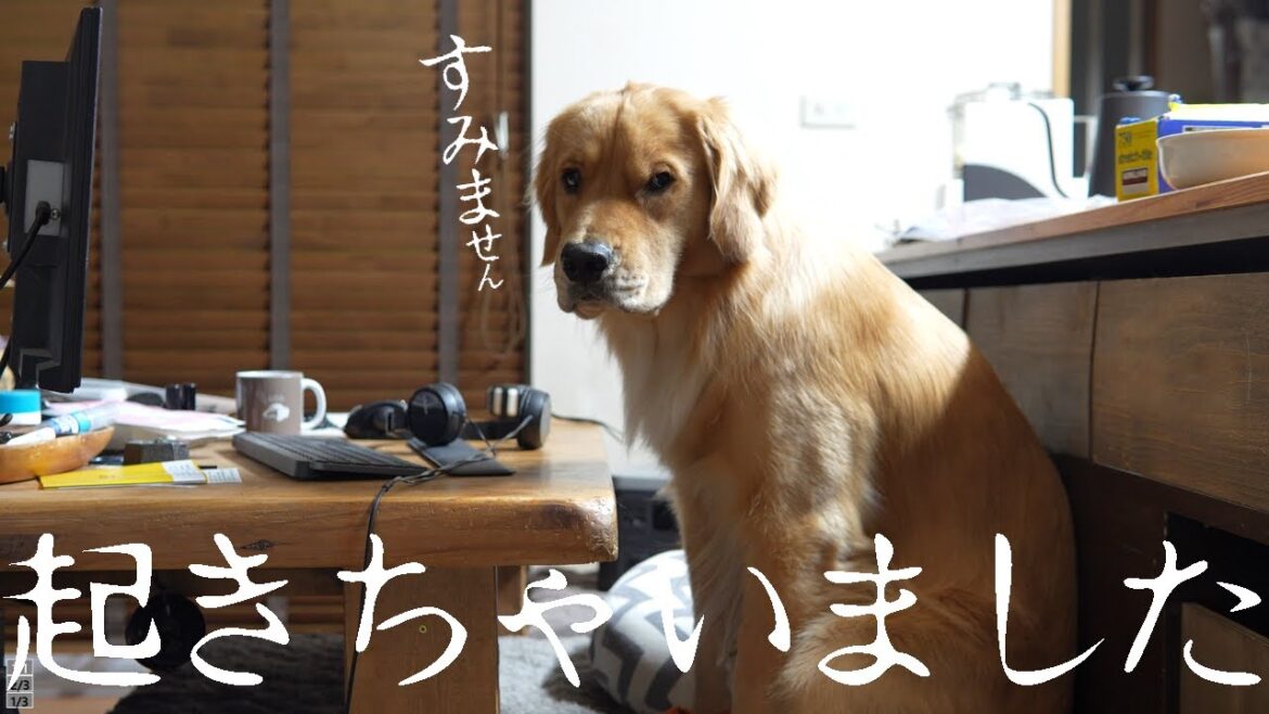早起きしてしまって申し訳なさそうなゴールデンレトリバー