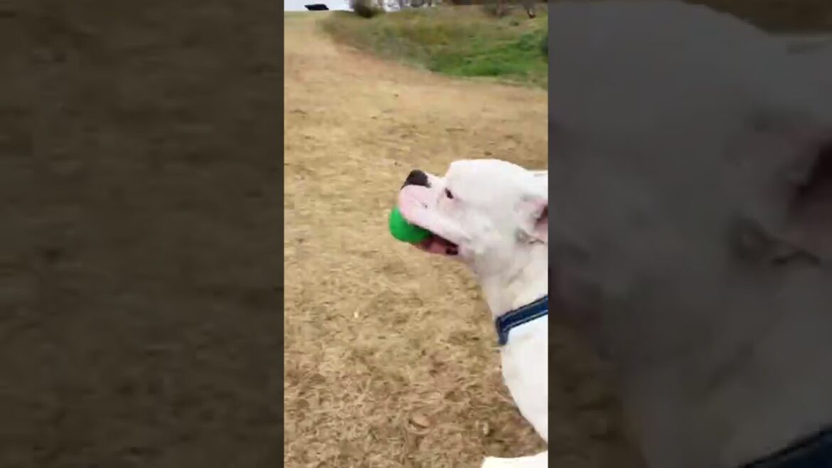 ボール噛んだら音なるやつぅ♪好きー♪ボクサー犬