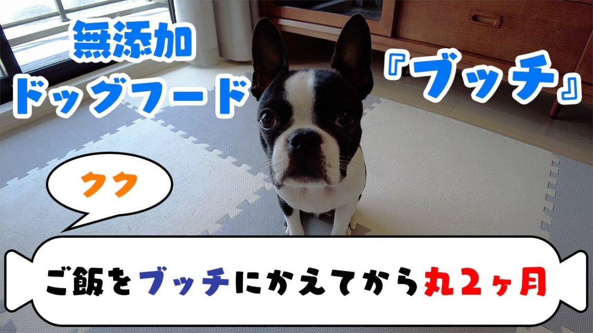 【ボストンテリア】ククがご飯をブッチにしてから丸2ヶ月