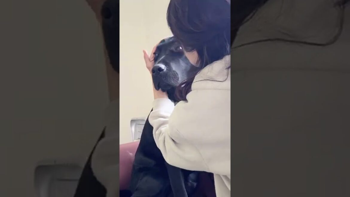 マッサージを受けてトロける犬w  #バイリンガル犬 #レトリバーのえんぞう #黒ラブ