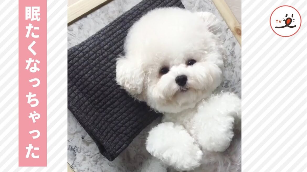 気持ちよくてウトウトしちゃうビションフリーゼちゃん 🐶💕 【PECO TV】