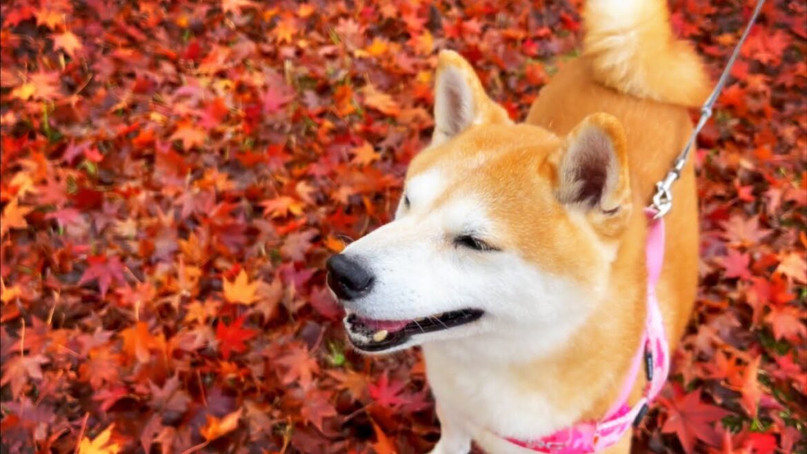 絶景の中で脅威ののびしろを見せる10才柴犬 Walking in the autumn leaves