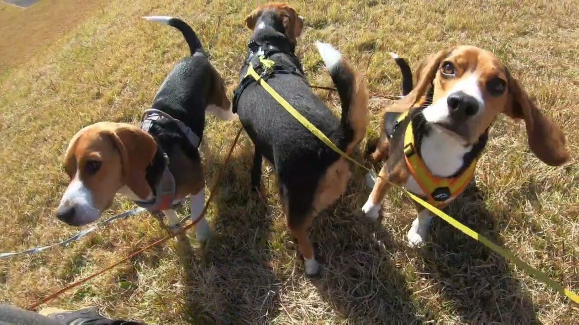 ビーグル犬親子３頭は冬でもワチャワチャ元気全開🐶DIYドッグラン作りはラストスパートに突入