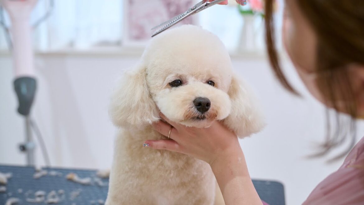 本当にもっと可愛くしてくれるの？人懐っこいトイプードルのトリミング。