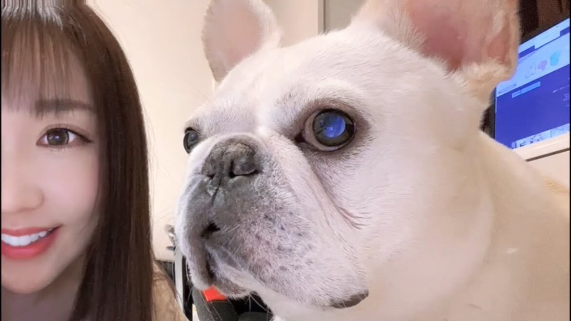 ２ショット撮らせてよ〜泣【フレンチブルドッグ frenchbulldog】