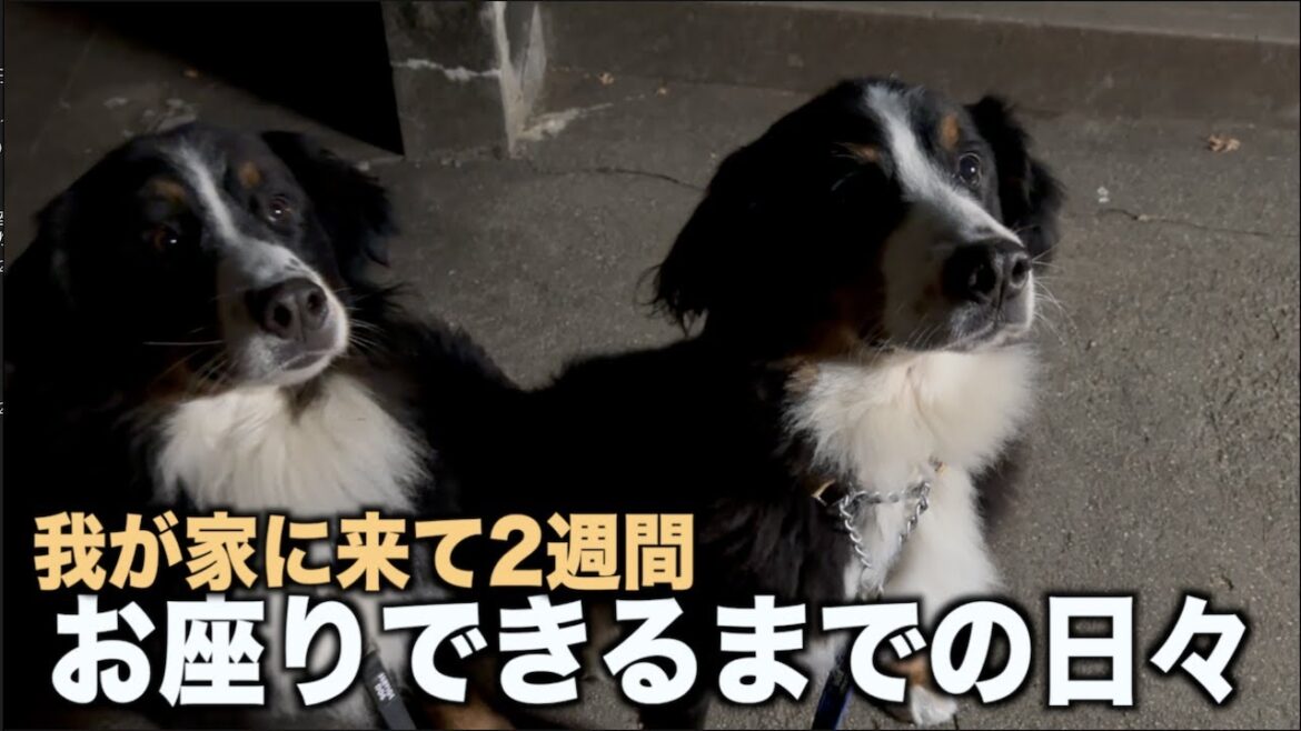 お座りができるようになりました！ 【成長日記】