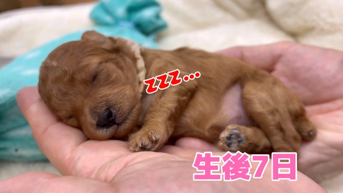 小さな天使! トイプードルの子犬 生後3~9日目の成長記録 小さな天使! トイプードルの子犬 生後3~9日目の成長記録