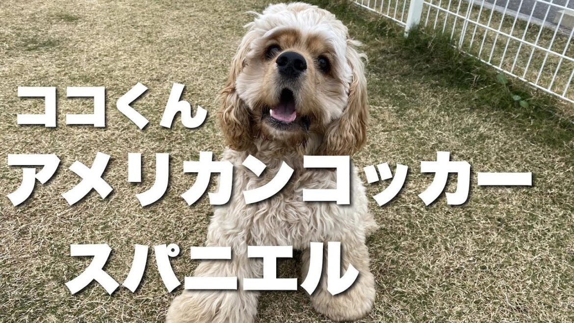 アメリカン・コッカー・スパニエル　ココくん【American cocker spaniel】