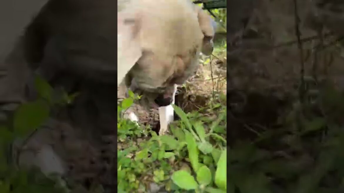 掘師。今日も掘りまくる。　ボクサー犬