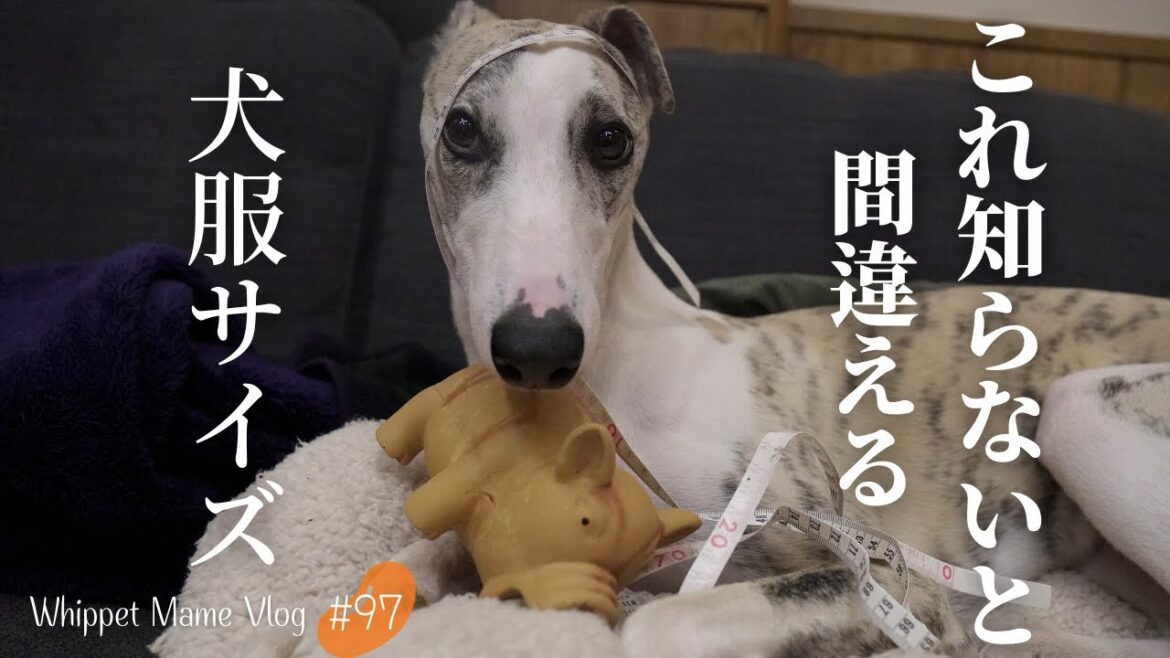 犬服のサイズの測り方！サイズ感の参考に犬服も紹介します。＃97