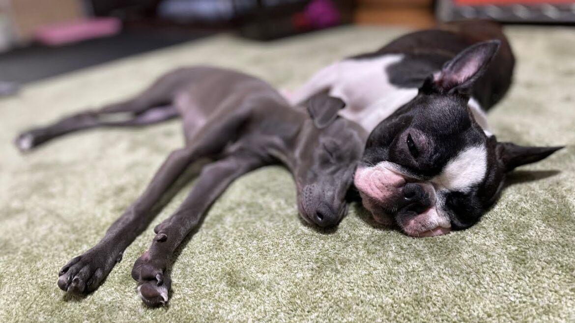 可愛い面白シーンまとめ【ボストンテリアとイタグレ】Boston terrier & Italian greyhound