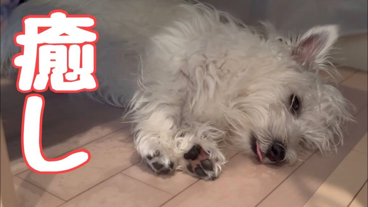 ゆっくり仮眠するウエストハイランドホワイトテリアの仔犬7ヶ月