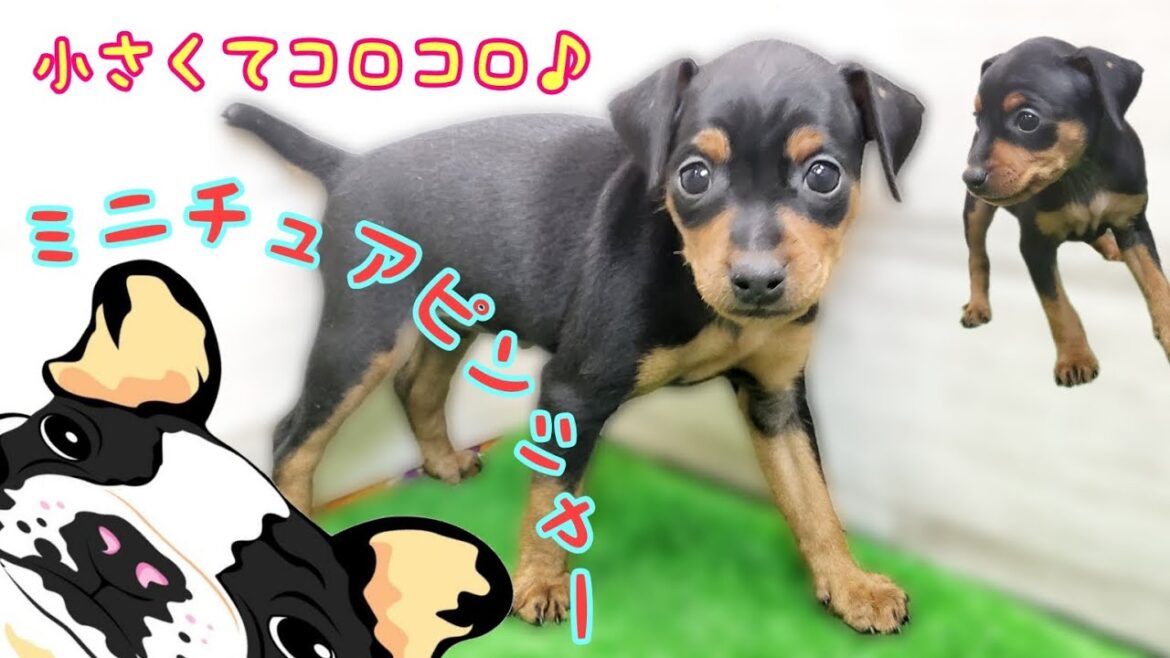 ミニチュアピンシャー・子犬【川崎小田栄店】 ミニチュアピンシャー・子犬【川崎小田栄店】