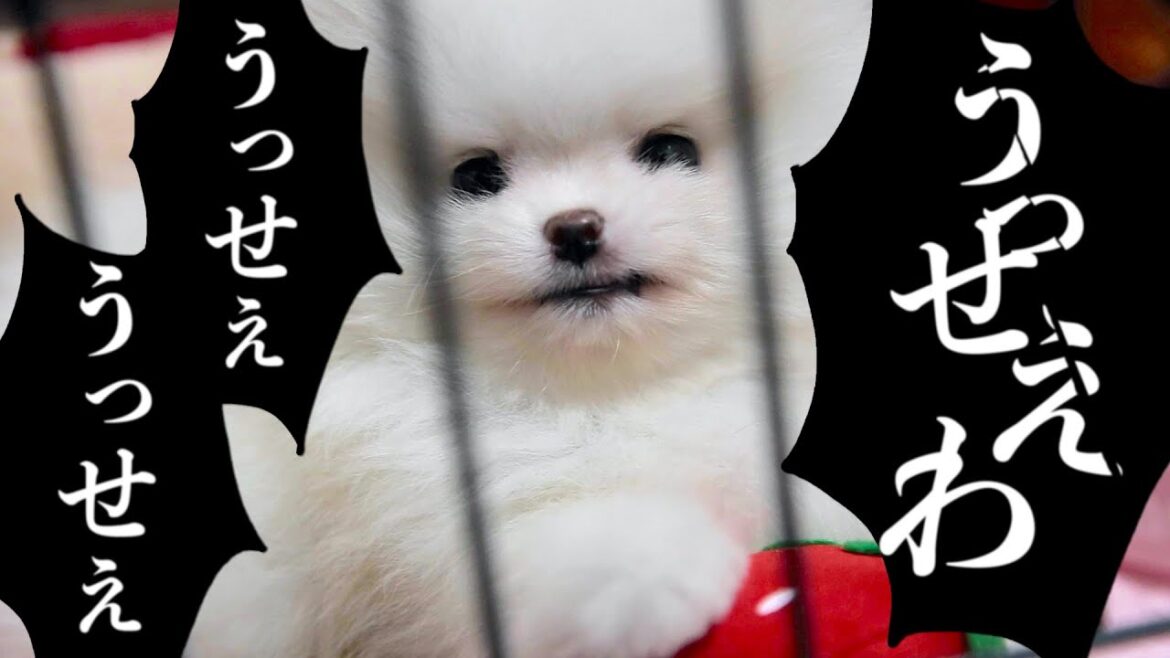 【うっせぇわ】ポメラニアンのうっせぇわ歌ってみた【替え歌】