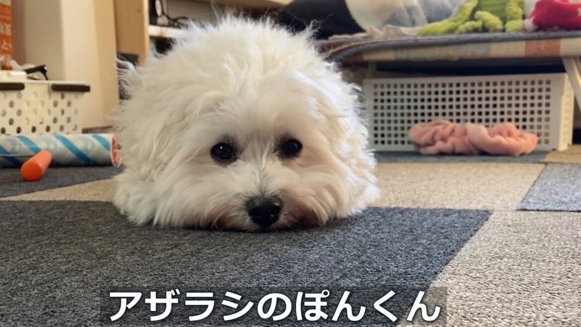 アザラシになったぽんくん