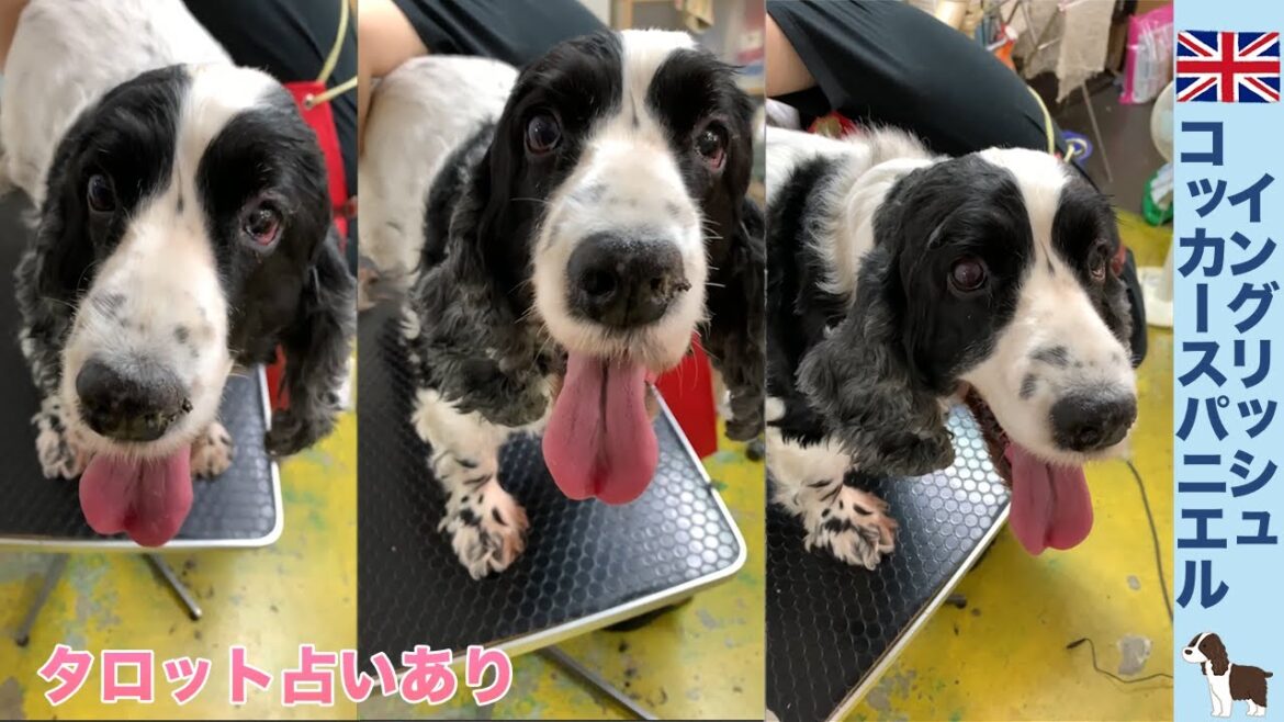 イングリッシュコッカースパニエルの紹介！
