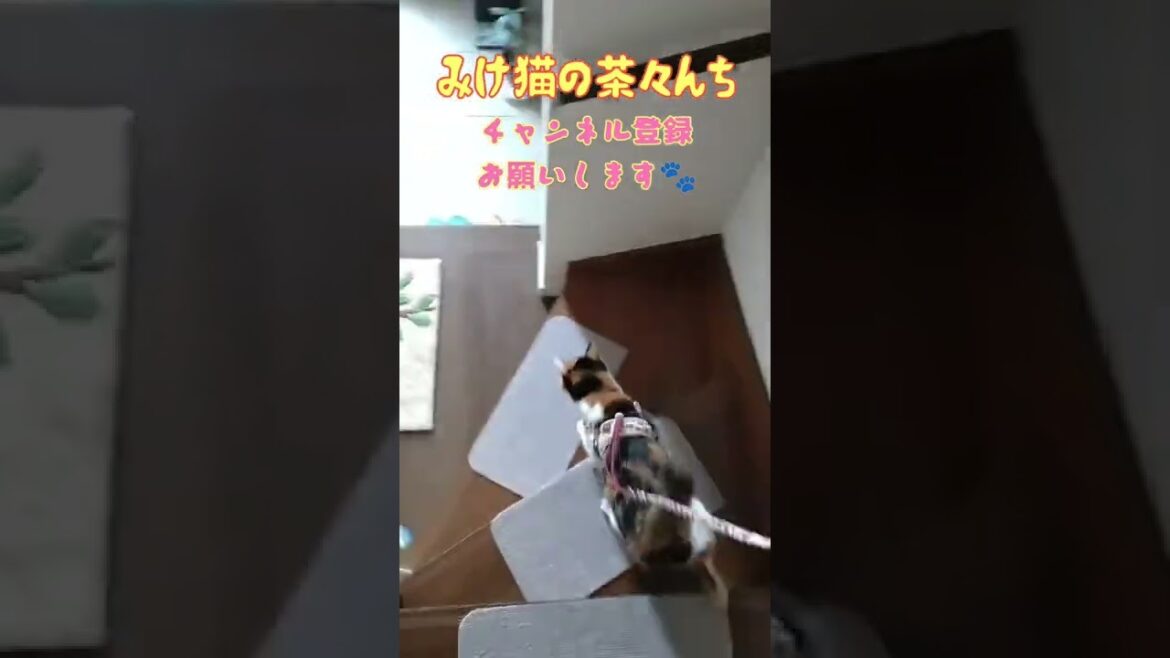 【三毛猫】かわいい日本猫のお散歩をしたらこうなります。PART1　#保護猫　#猫の散歩　#猫動画
