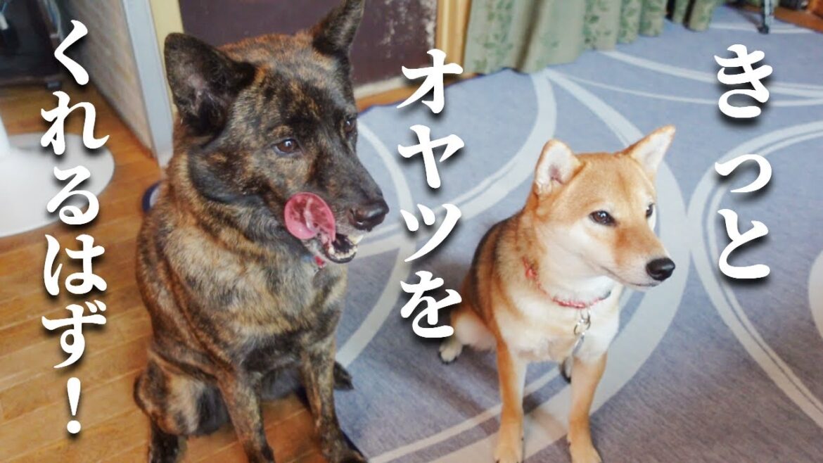 先代との違いに驚き‼甲斐犬に教育された柴犬はオヤツの時もお利口さんに待てるようです【甲斐犬・柴犬】