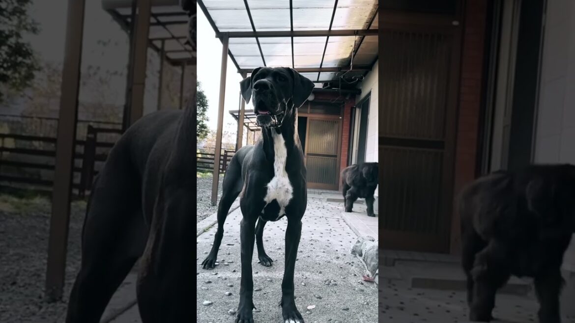 超大型犬 グレートデーン＆ニューファンドランド 全中裏 隠れキャラ？ #大型犬