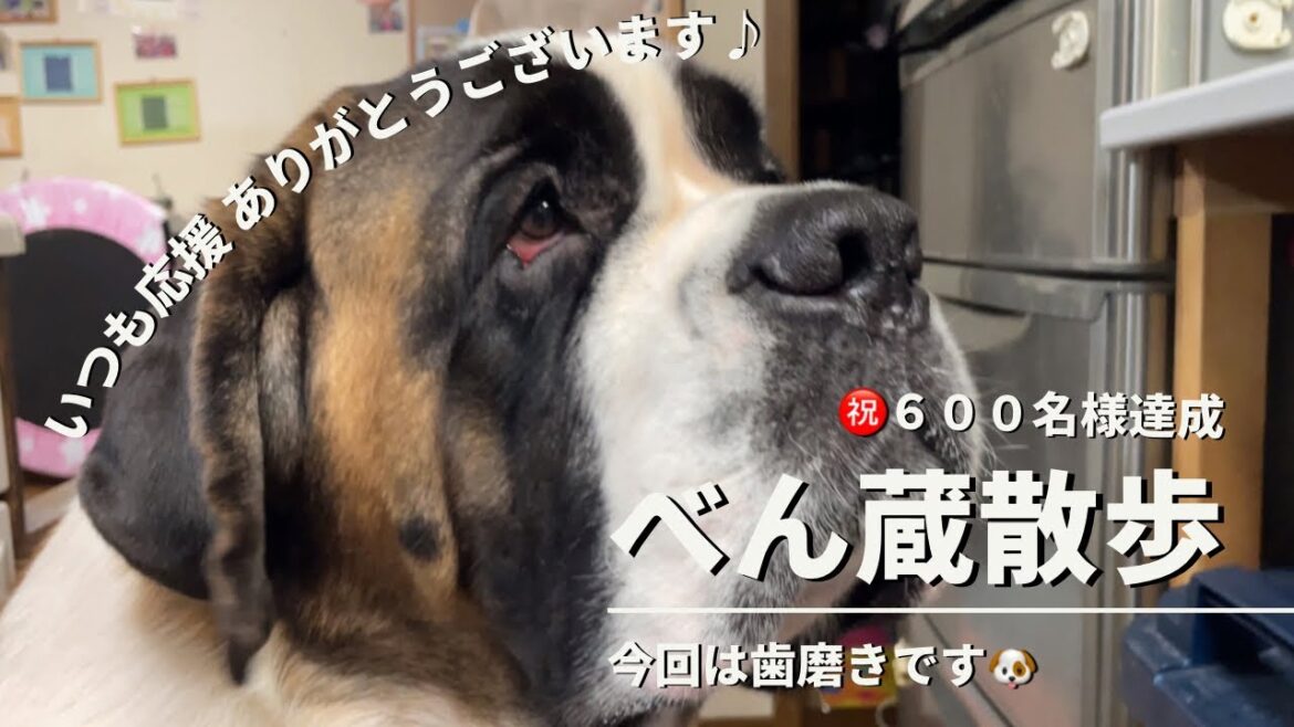 【大型犬 セントバーナード】チャンネル登録６００名様を超えました❤️ありがとうございます😊今回は歯磨きをするべん蔵です🐶