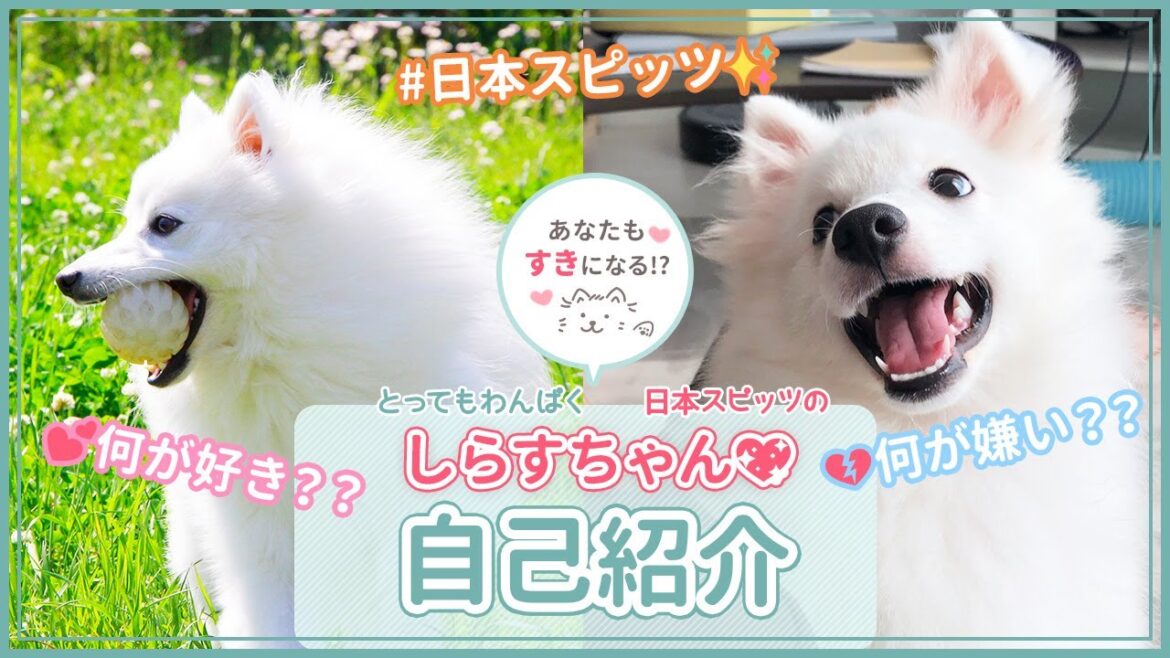 【日本スピッツ】しらすちゃんの自己紹介【japanese spitz】