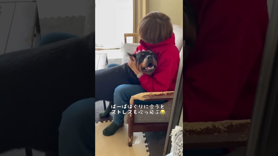 ロットワイラーの最高に嬉しい時の顔 #大型犬