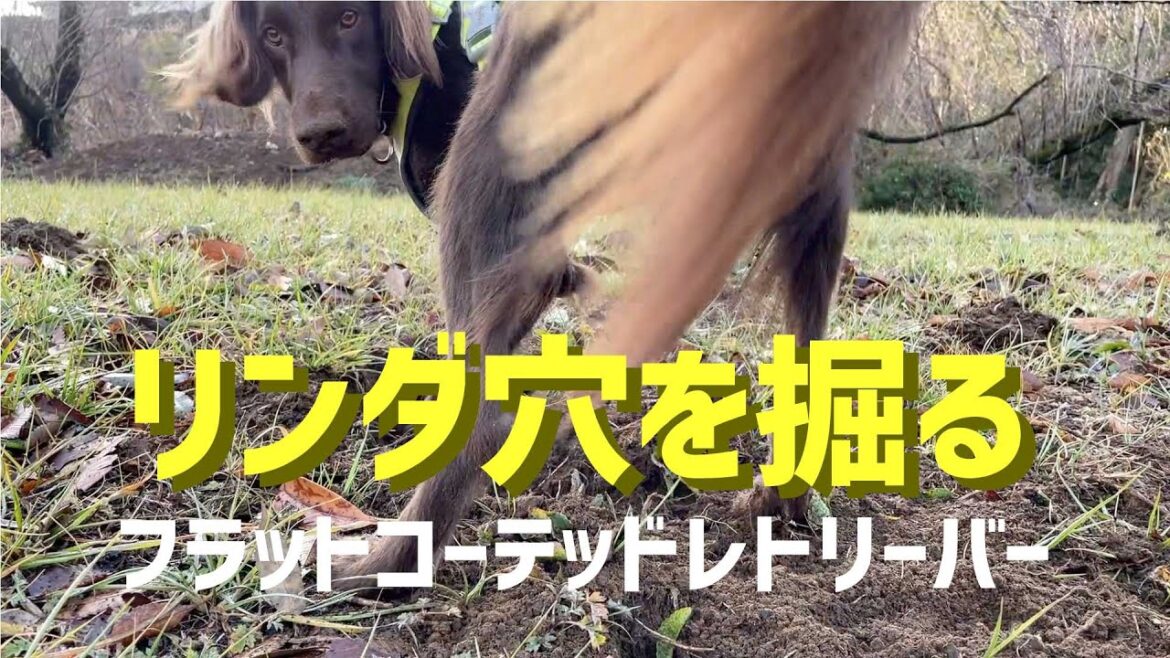 【フラットコーテッドレトリーバー】リンダ穴を掘る #44