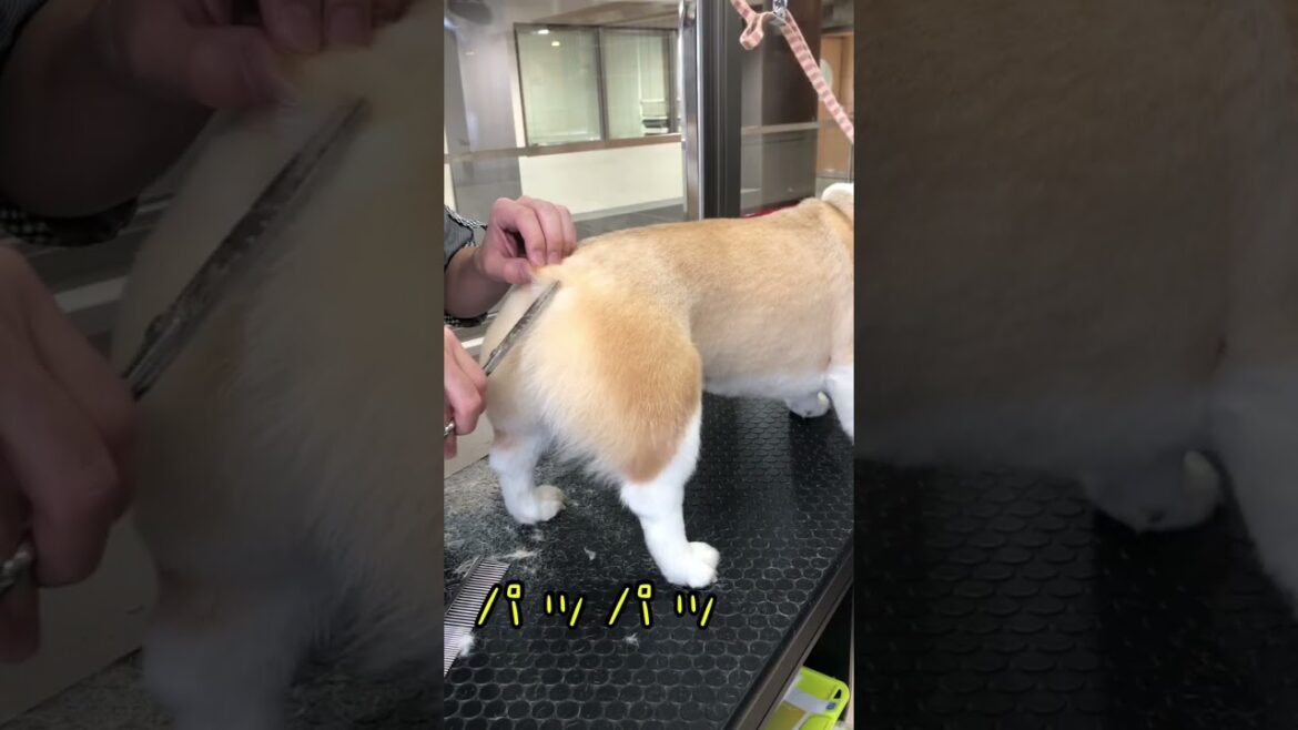 お尻の悪 mっ・・・いやお尻の天使だ！#トリミング #コーギー #米津玄師 #チェンソーマン #shorts