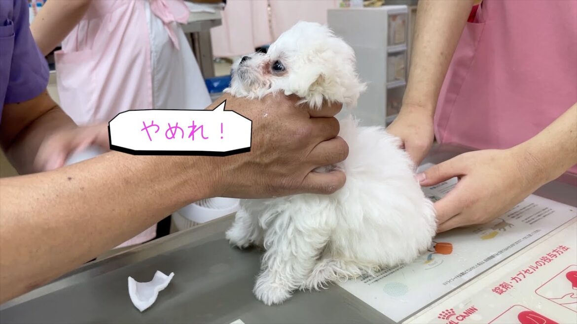 必死に獣医さんに抵抗するマルチーズの子犬が愛くるしい【生後3ヶ月】