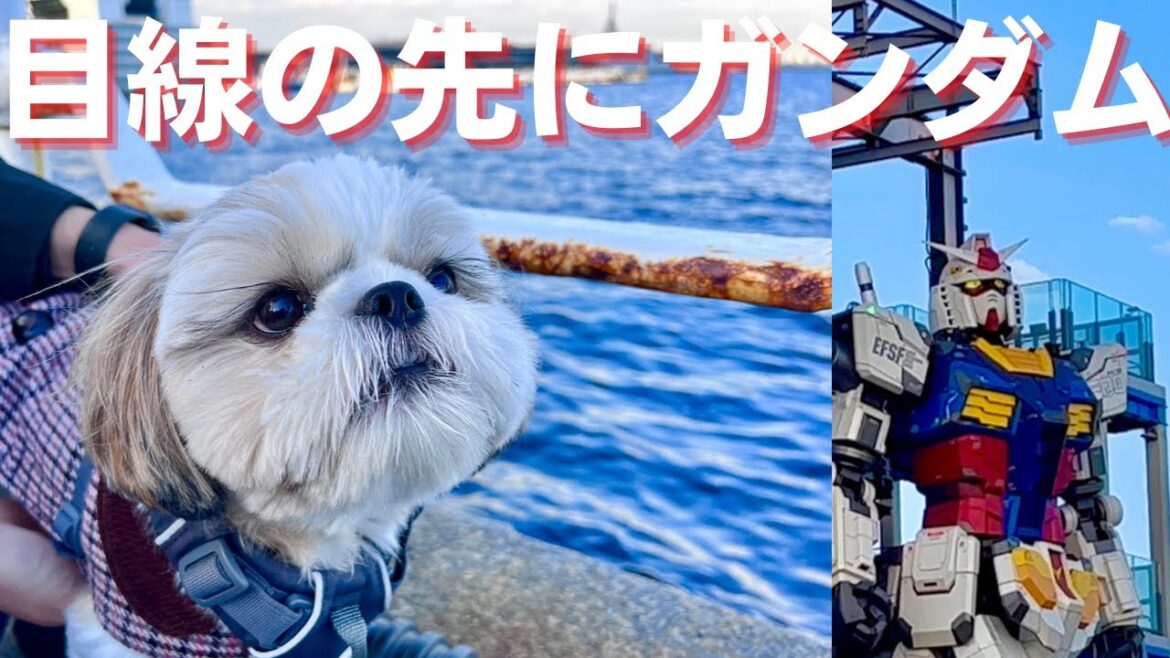 シーズー子犬横浜でガンダムとコラボ実現shihtzu puppy collaborated with Gundam in Yokohama