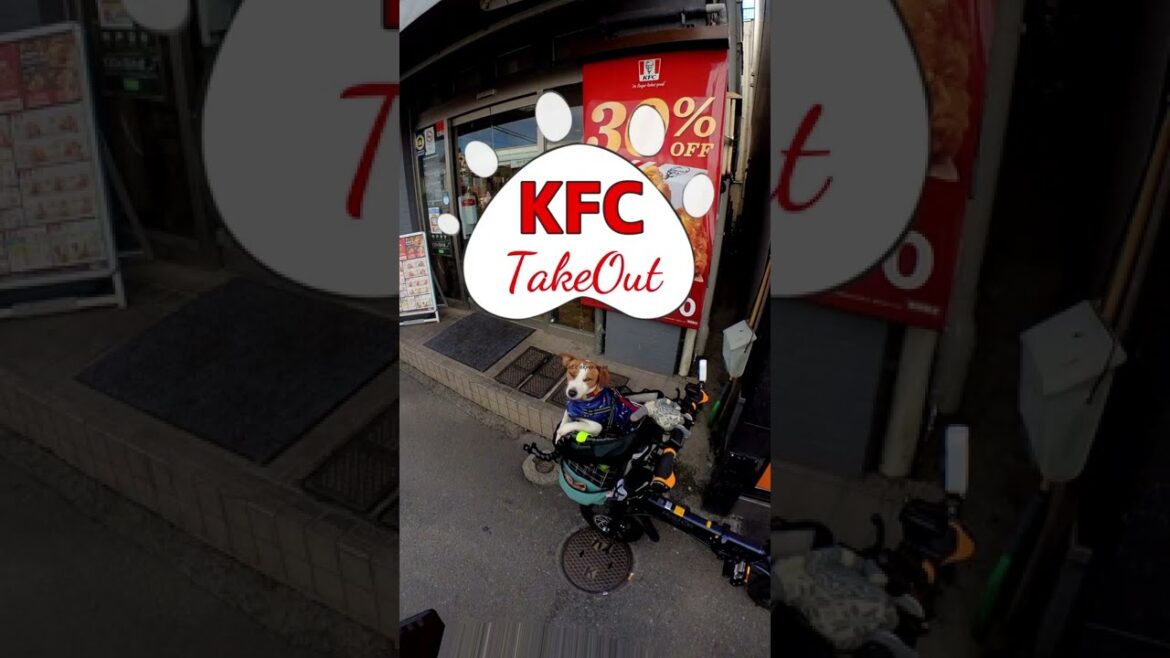 【ジャックラッセルテリア】今日も元気だ!ケンタッキーKFCがうまい!JackRussellTerrier 🐶 #shorts 【ジャックラッセルテリア】今日も元気だ!ケンタッキーKFCがうまい!JackRussellTerrier 🐶 #shorts