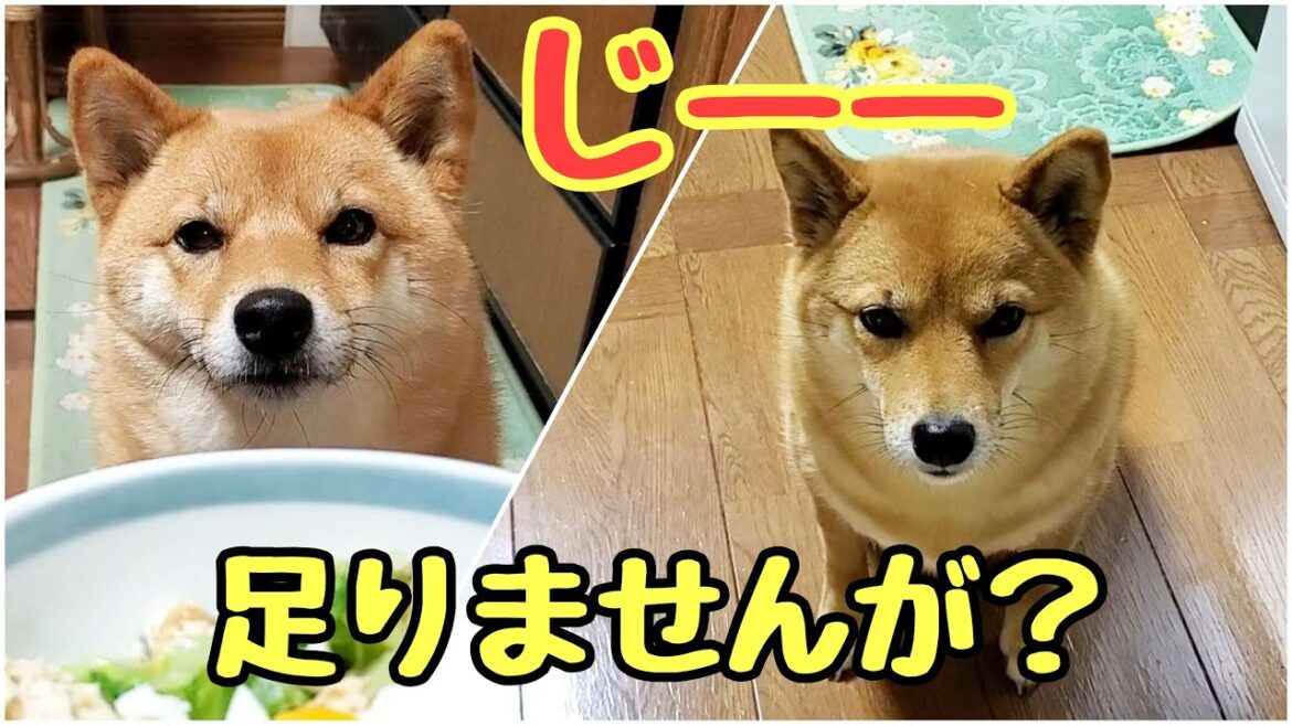 【1万回再生された柴犬】あの動画の真実はこれだ！絶対に食べたい犬の無言の圧力に耐え抜き体重を落とした方法とは？！