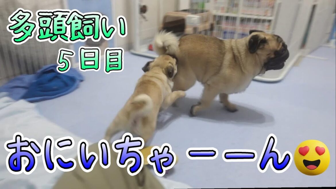 【多頭飼い】お兄ちゃん大好きな弟くん【パグpugのパンチ１歳とあおば０歳】