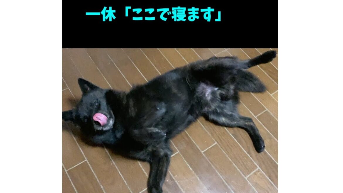 どうしても一緒に寝たい甲斐犬#shorts どうしても一緒に寝たい甲斐犬#shorts