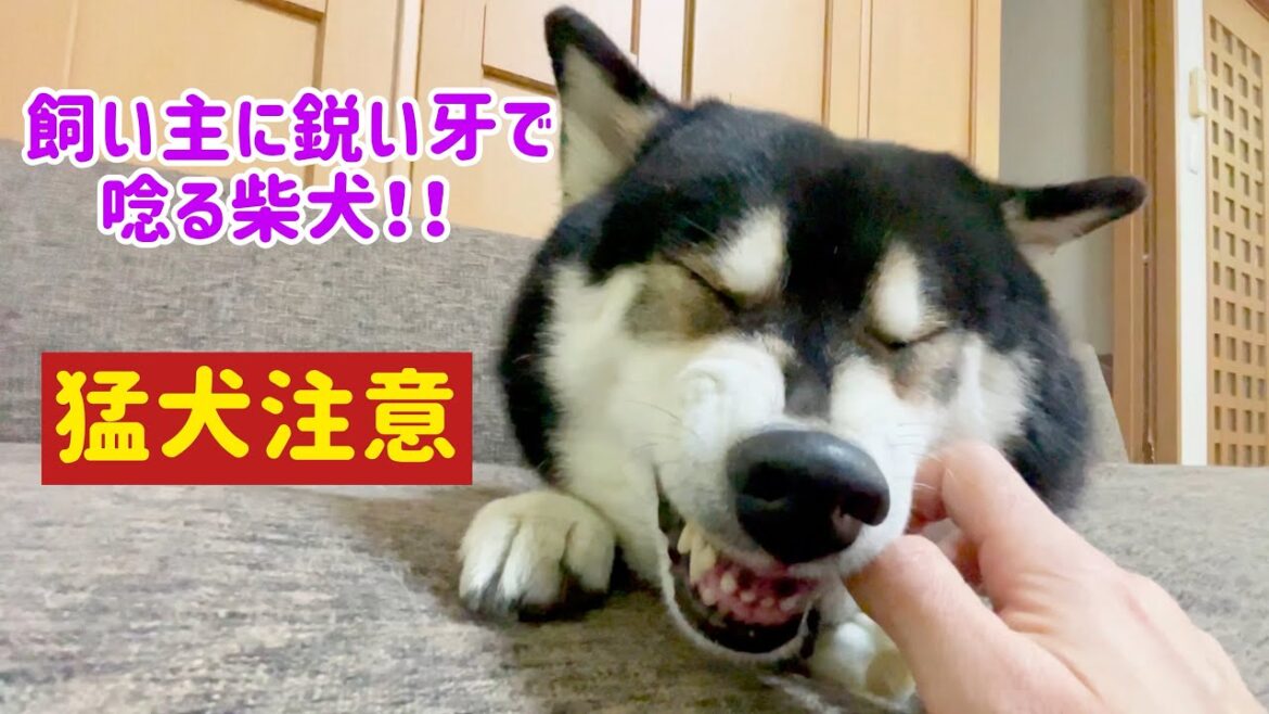 【猛犬注意】飼い主に鋭い牙で唸る柴犬!! 【猛犬注意】飼い主に鋭い牙で唸る柴犬!!