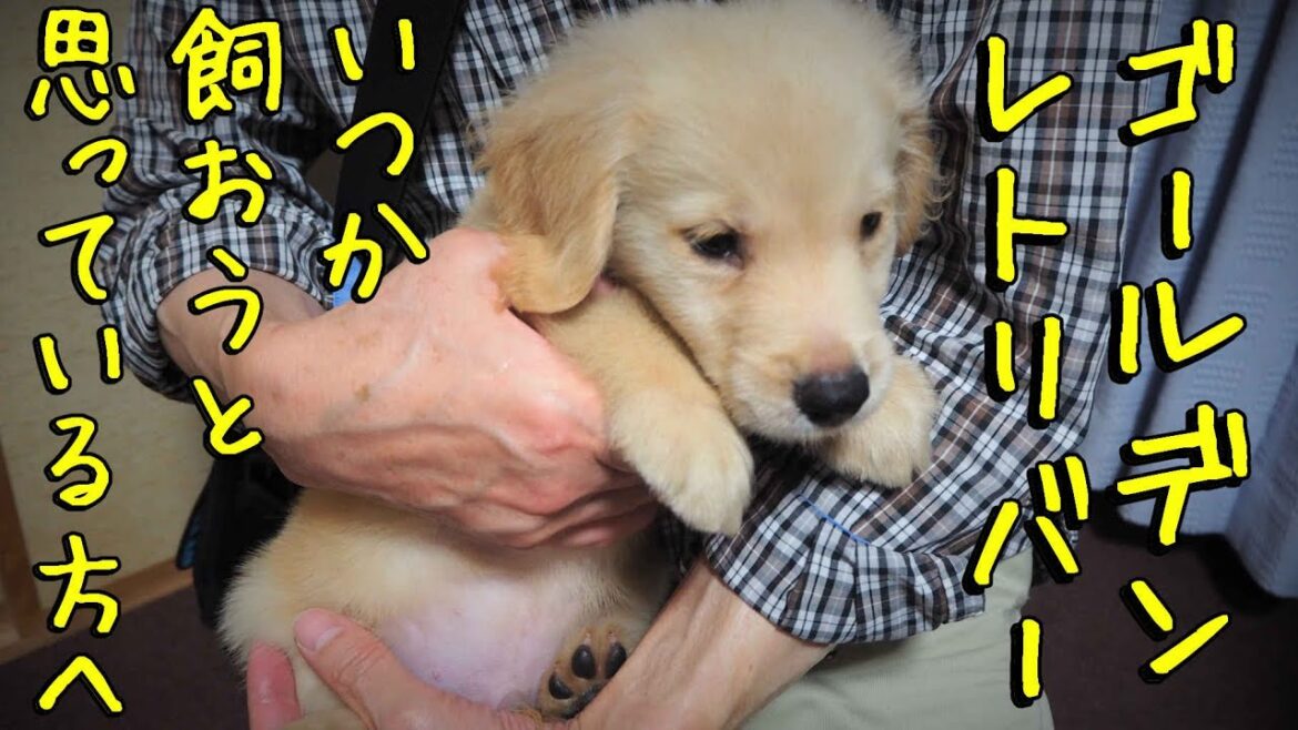 ゴールデンレトリバーを成犬まで育てて改めて感じたこと!子犬を迎えようと考えている方へ ゴールデンレトリバーを成犬まで育てて改めて感じたこと!子犬を迎えようと考えている方へ