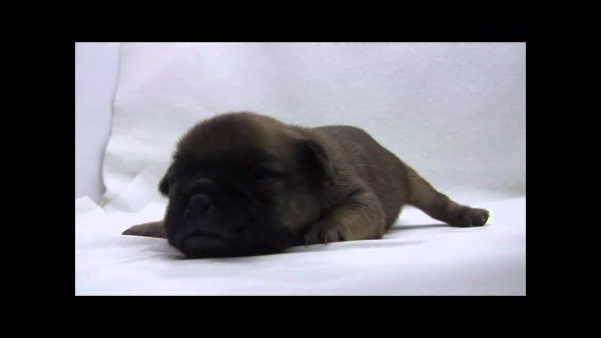 ブリュッセルグリフォンの子犬12