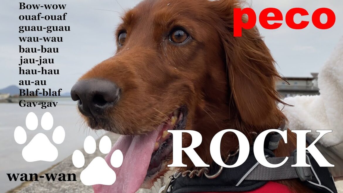 わんわんROCK（peco　Bow-wow ROCK）　アイリッシュセター（アイリッシュセッター）Irish Setor（Irish Setter）