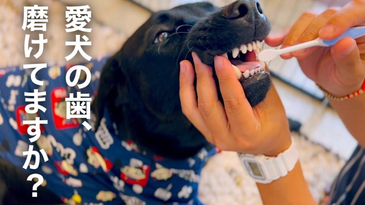 【歯磨きルーティン】愛犬の歯を上手に磨く方法！［ラブラドールレトリバー］