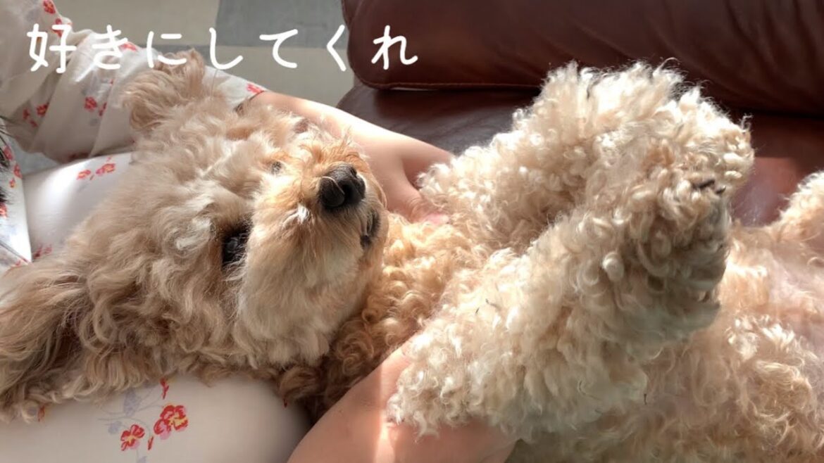 モジャ子とのお別れにされるがままのトイプードル【トリミング前】