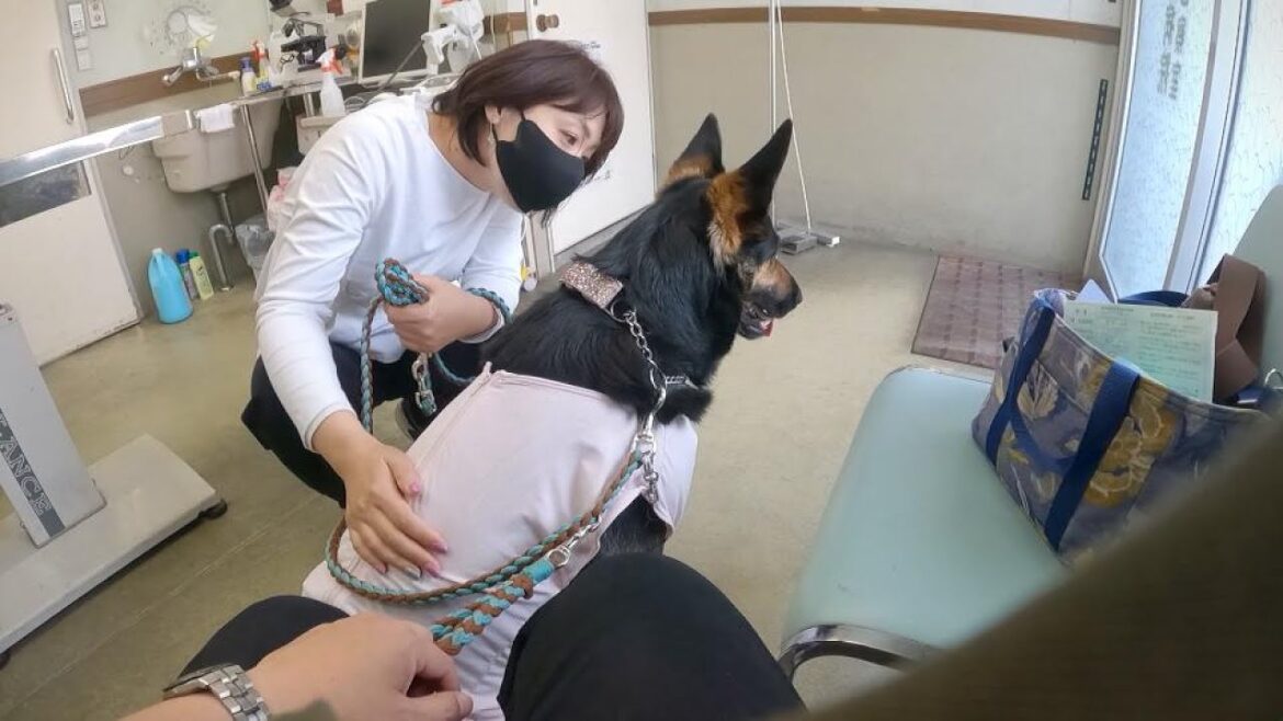 予防注射する前からビビリまくる愛犬ｗ【ジャーマンシェパード】