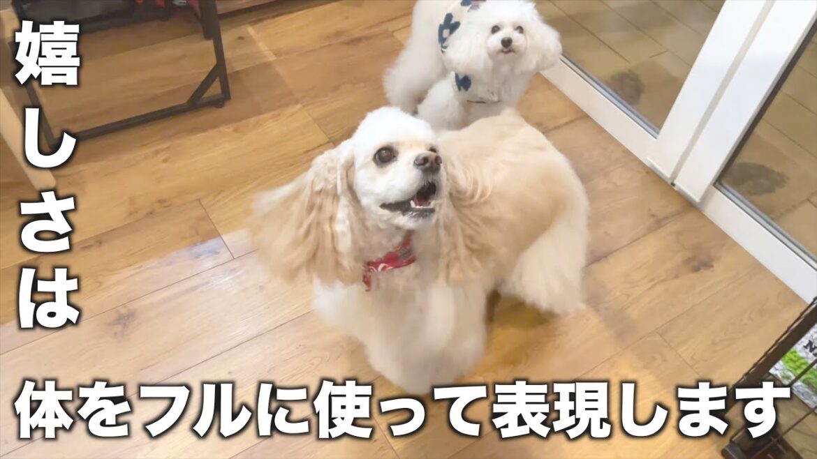 アメリカンコッカーのうららちゃんは感情表現が豊か♪ アメリカンコッカーのうららちゃんは感情表現が豊か♪