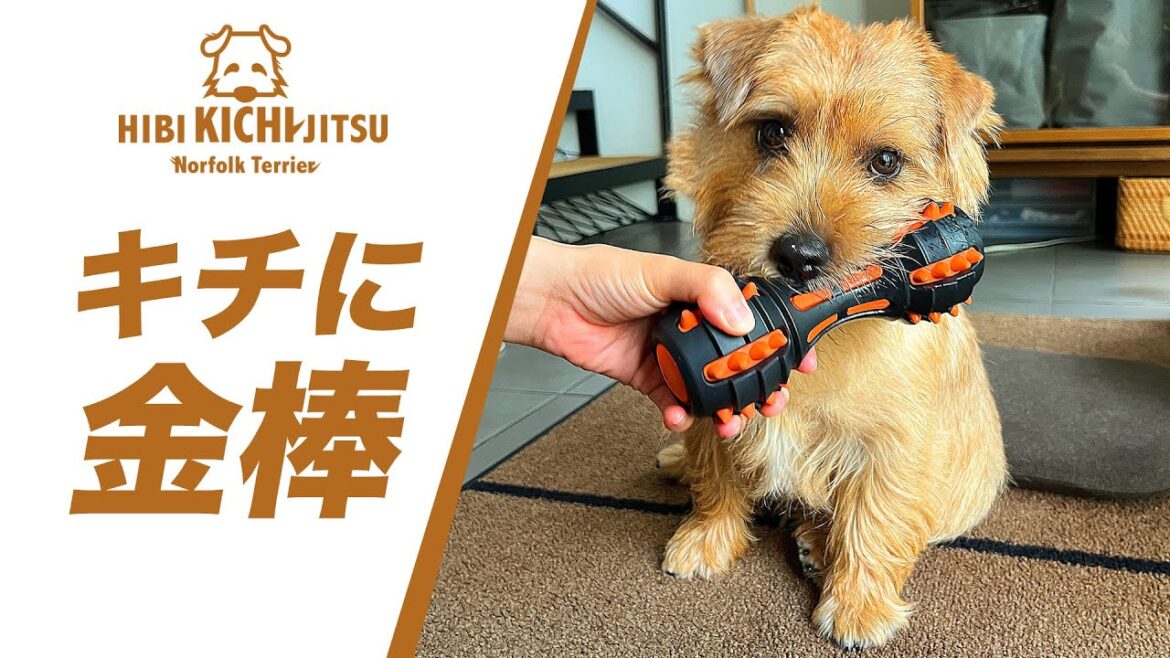 金棒みたいなおもちゃをもらった愛犬キチ【ノーフォークテリア  norfolkterrier  犬 dog  】 金棒みたいなおもちゃをもらった愛犬キチ【ノーフォークテリア  norfolkterrier  犬 dog  】