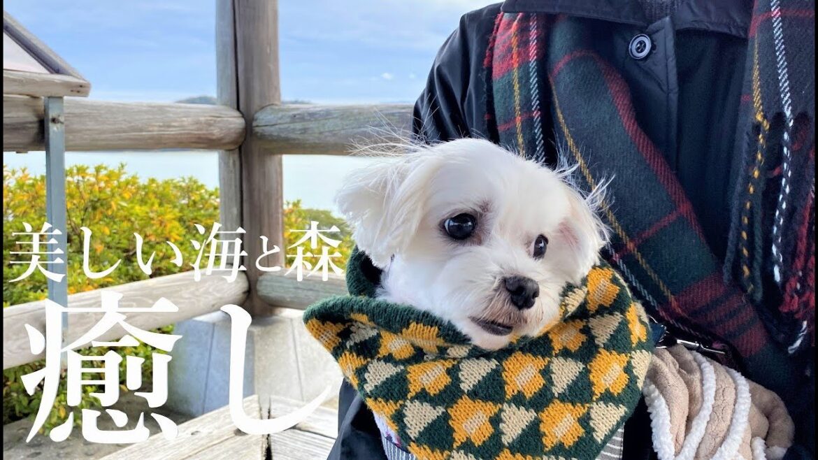 元保護犬と50代夫婦の小旅行【前編】瀬戸内の美しい海/一本松展望園/牛窓神社